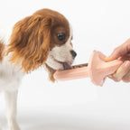 a small brown and white licking a Groov that a person is holding out