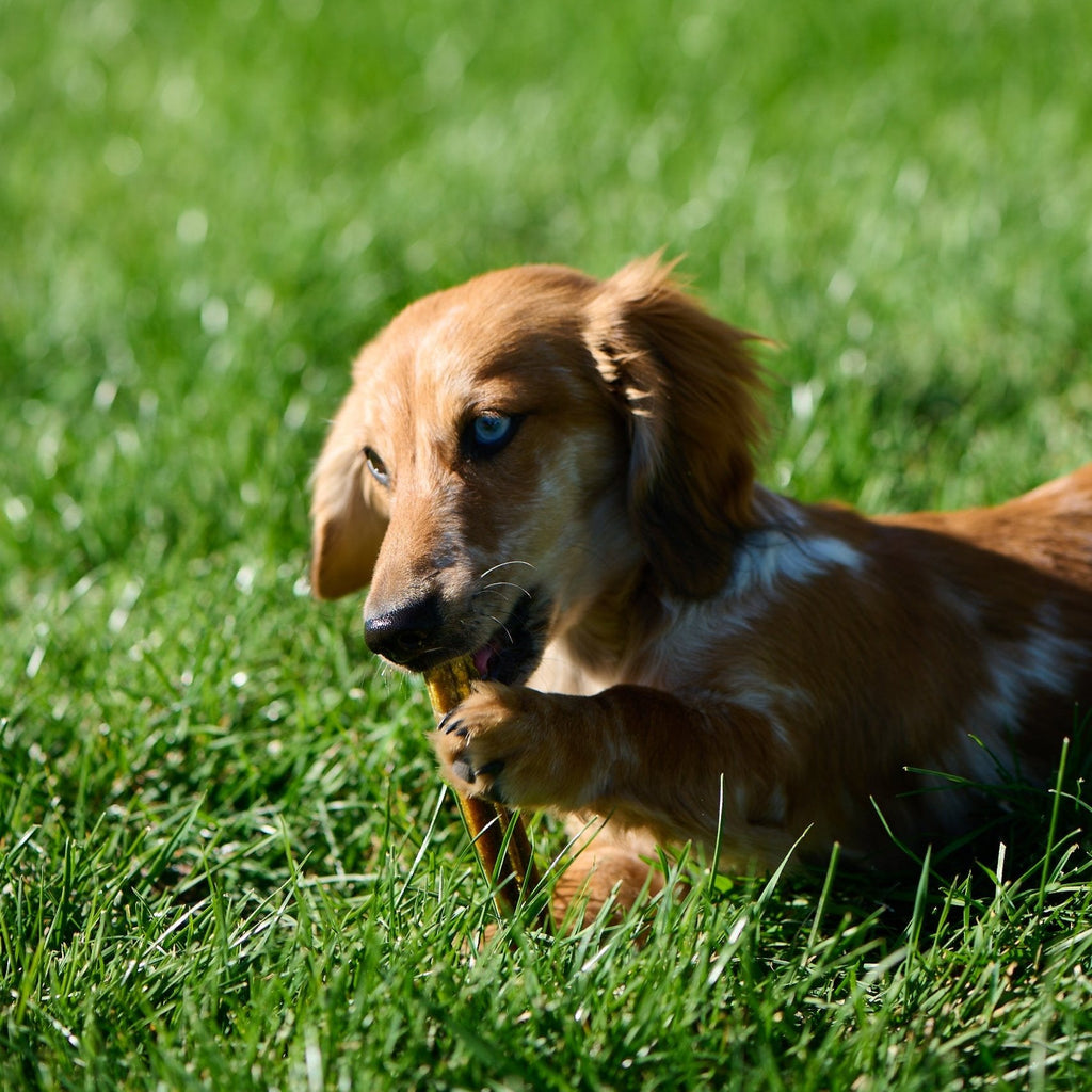 Dental Dog Chew Sticks product image 4