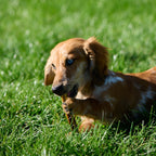 Dental Dog Chew Sticks product image 4