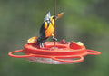 Oriole Feeder product image 1
