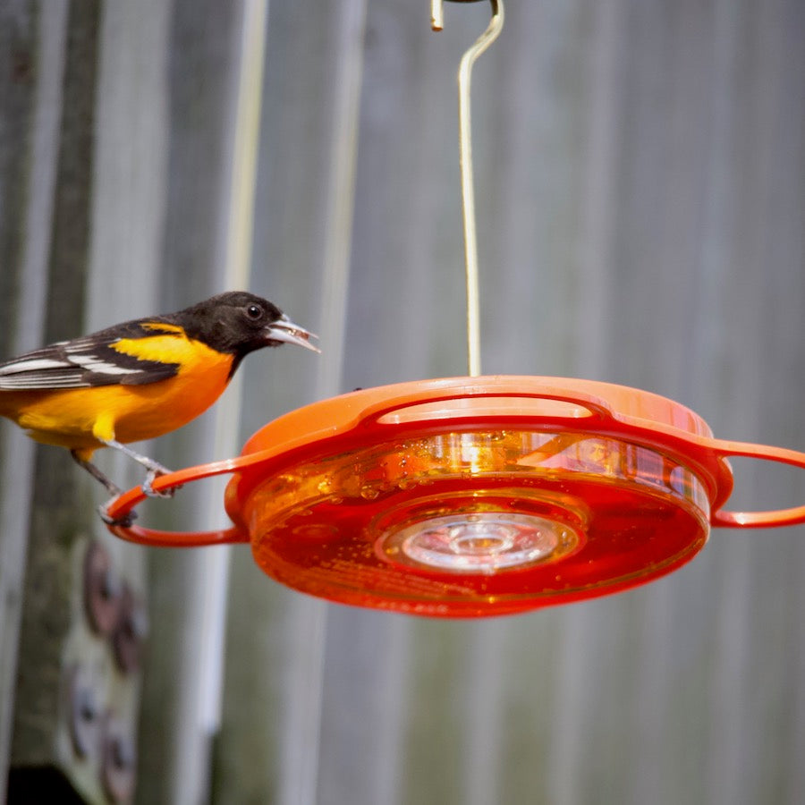 Oriole Feeder product image 2