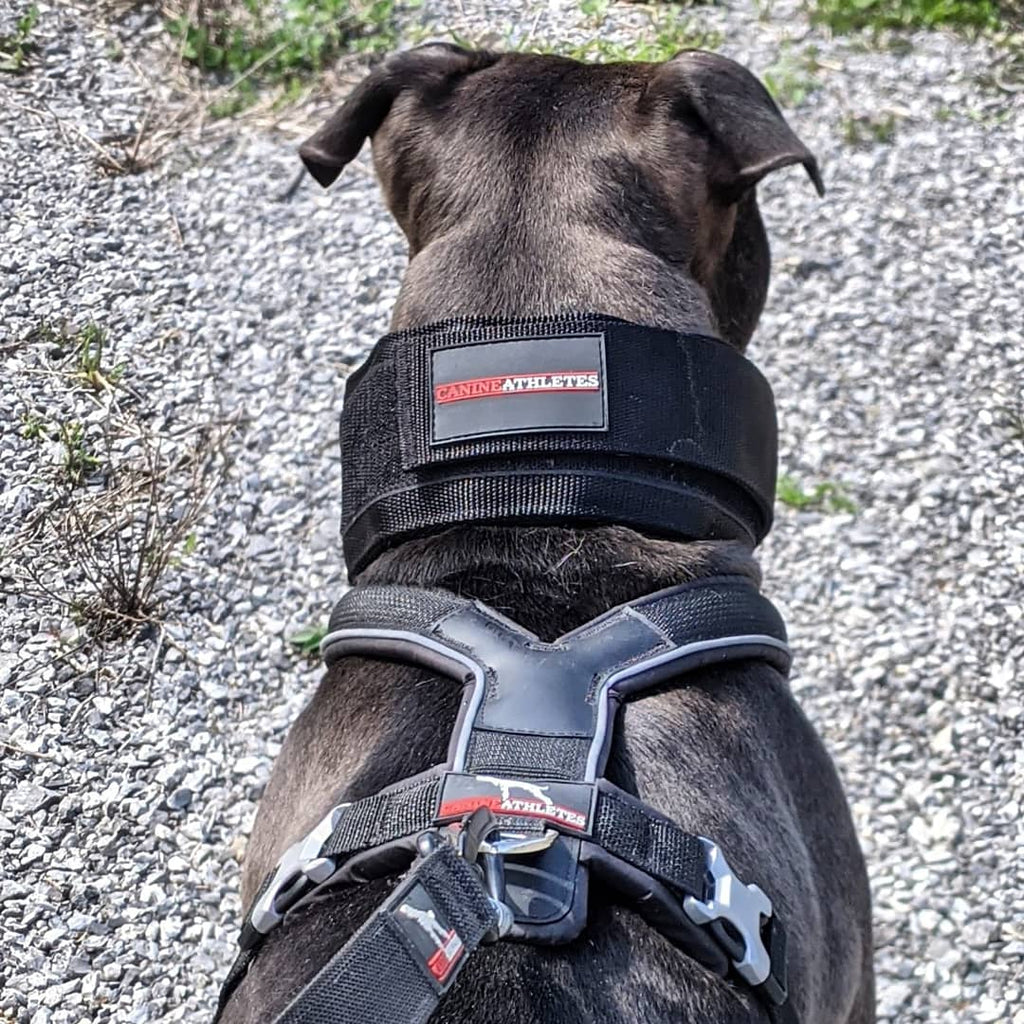 Weighted Working Dog Collar product image 9