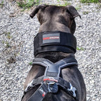 Weighted Working Dog Collar product image 9
