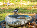 River Stone Bird Bath product image 1