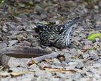 River Stone Bird Bath product image 6