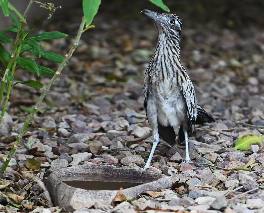 River Stone Bird Bath product image 12