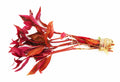 Aquarium Plant product image 1
