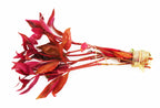 Aquarium Plant product image 1