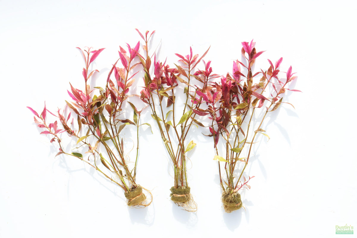 Aquarium Plant product image 2
