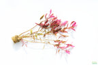 Aquarium Plant product image 3