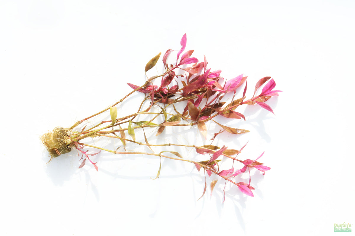 Aquarium Plant product image 3