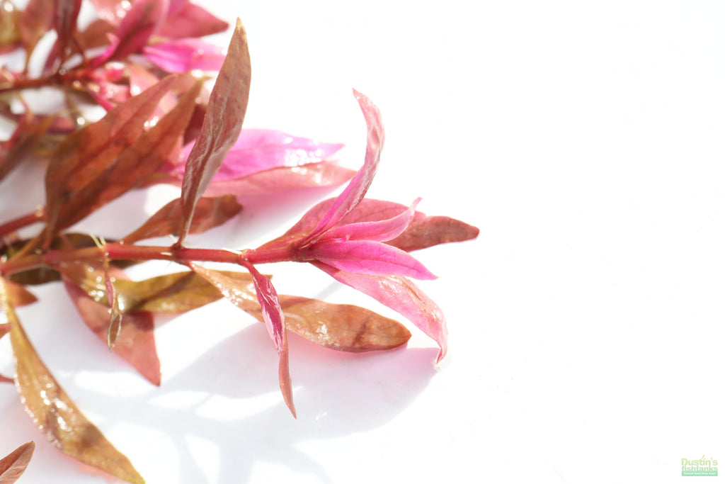 Aquarium Plant product image 4