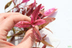 Aquarium Plant product image 5