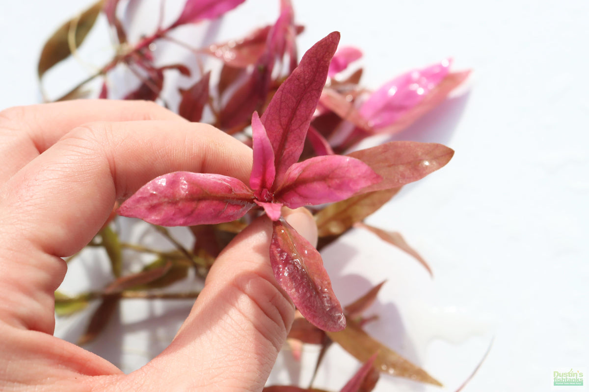 Aquarium Plant product image 5