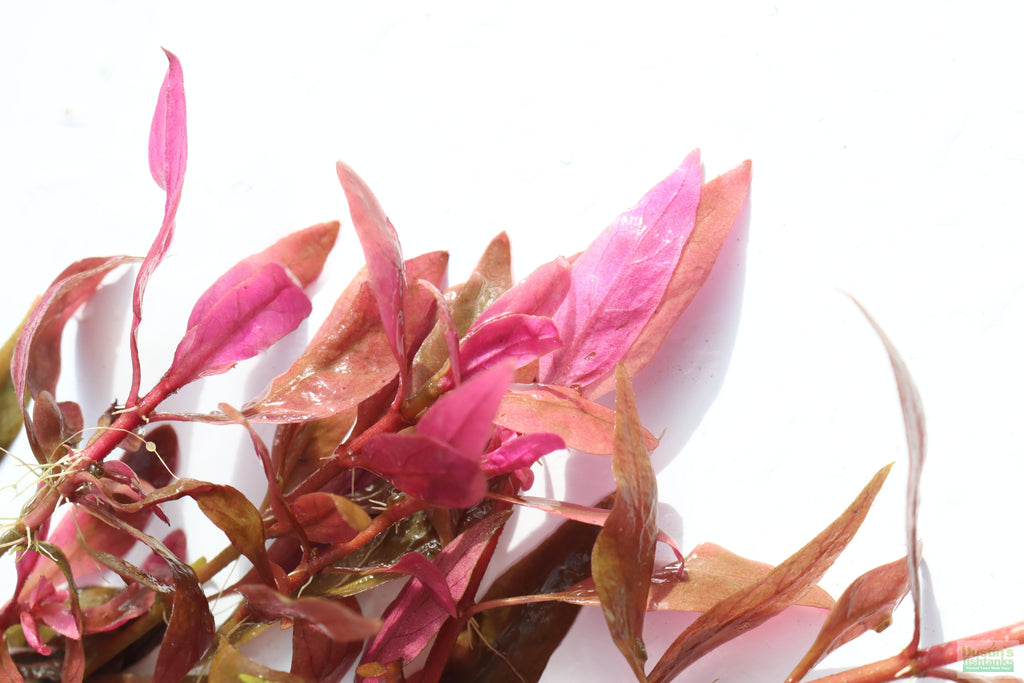 Aquarium Plant product image 6