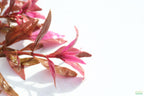 Aquarium Plant product image 7