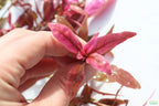 Aquarium Plant product image 8
