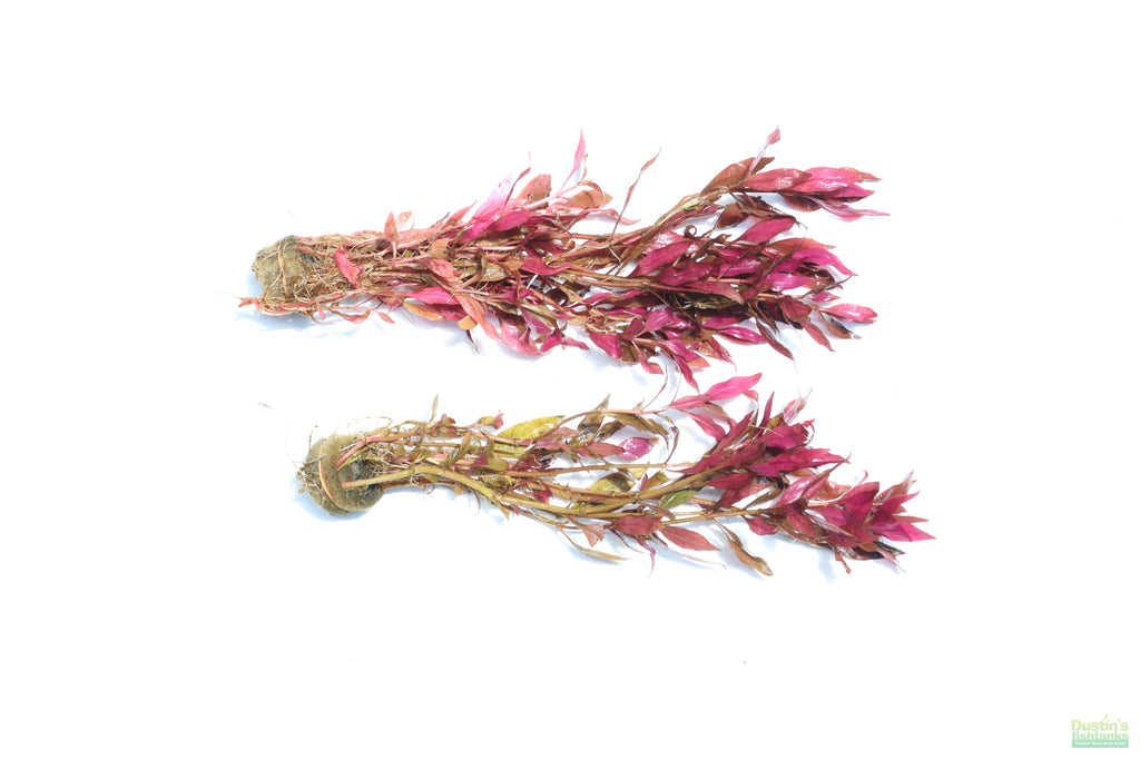 Aquarium Plant product image 9