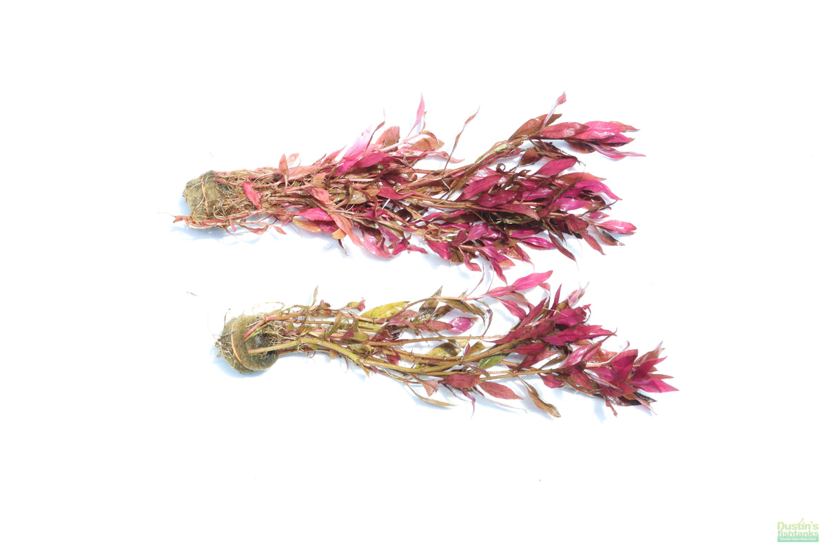 Aquarium Plant product image 9