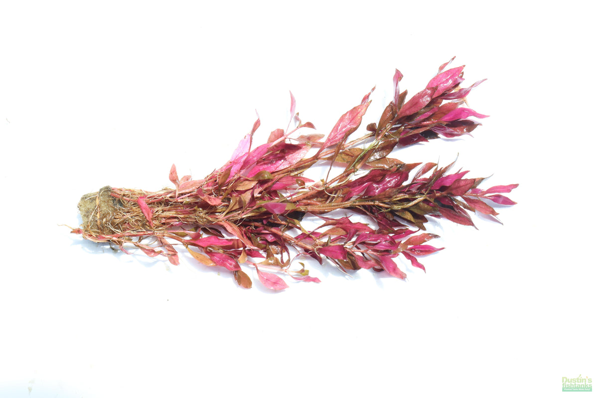 Aquarium Plant product image 10