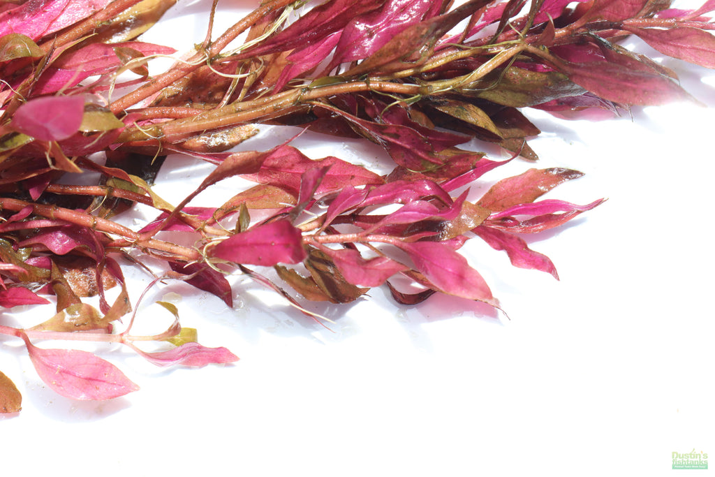Aquarium Plant product image 11