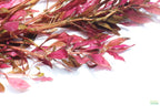 Aquarium Plant product image 11