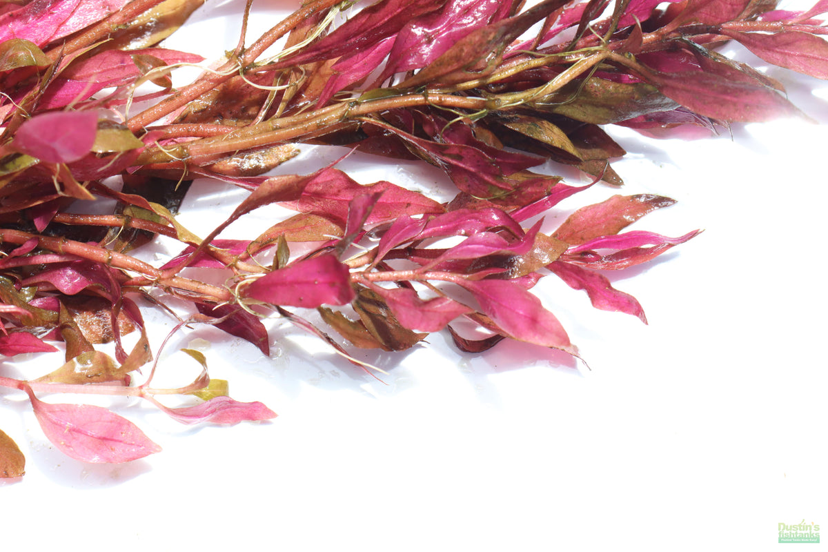 Aquarium Plant product image 11