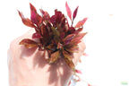 Aquarium Plant product image 12