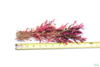 Aquarium Plant product image 13
