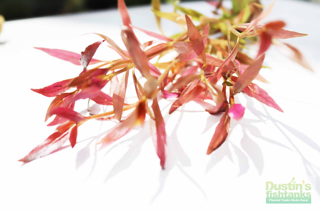Aquarium Plant product image 14