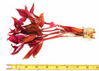 Aquarium Plant product image 15