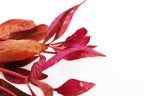 Aquarium Plant product image 16