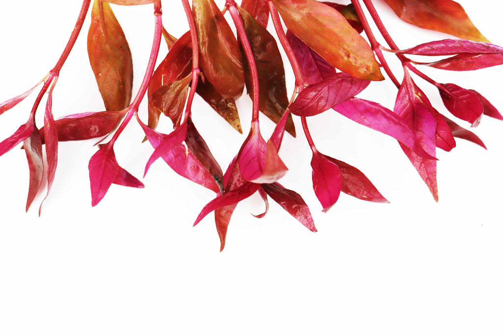 Aquarium Plant product image 17
