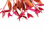 Aquarium Plant product image 17