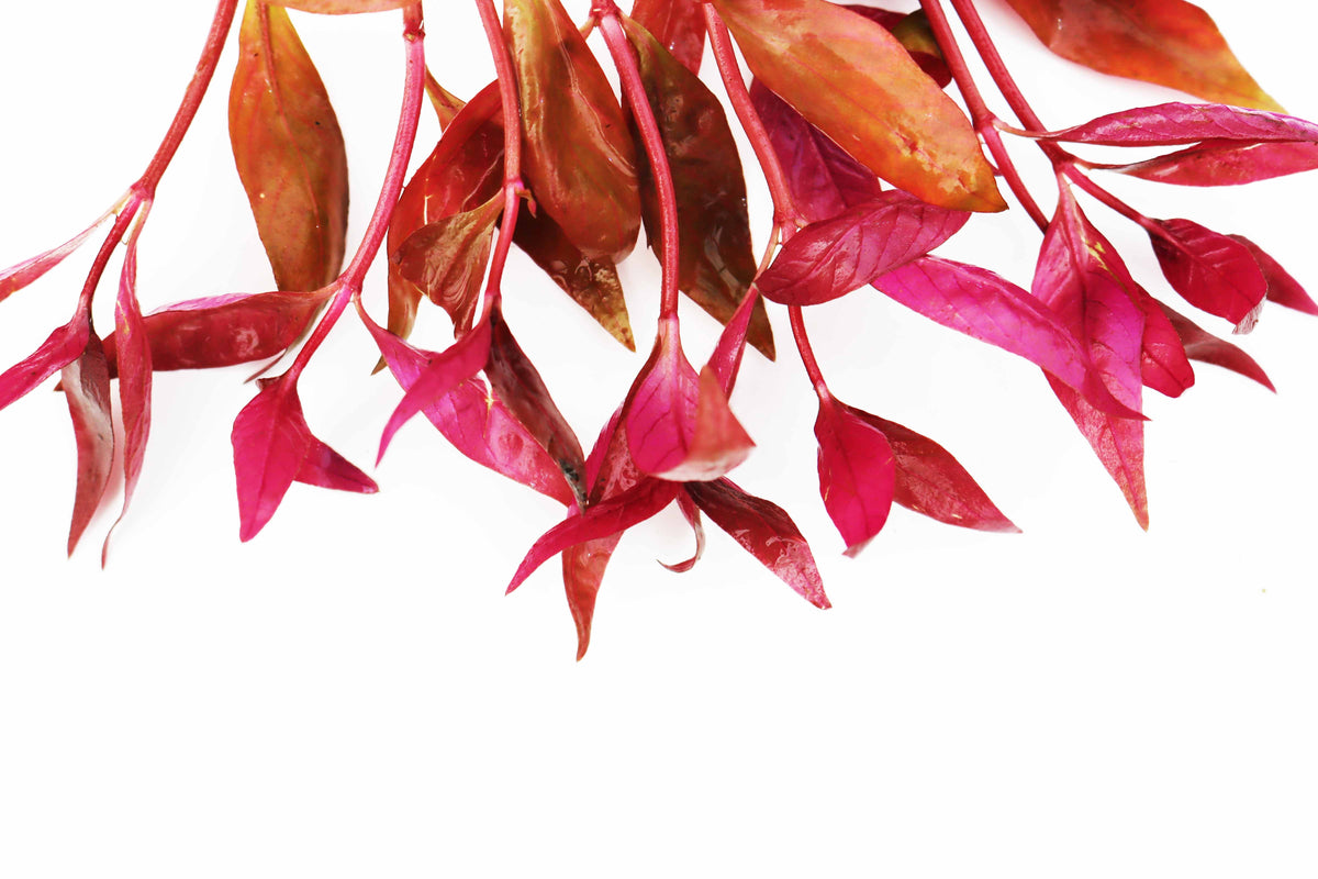 Aquarium Plant product image 17