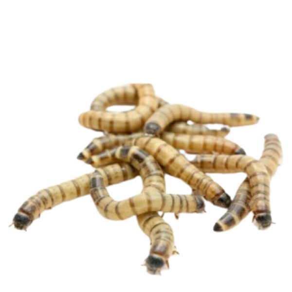 Live Feeder Insects product image 1