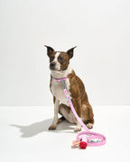 Waterproof Dog Walking Kit product image 1