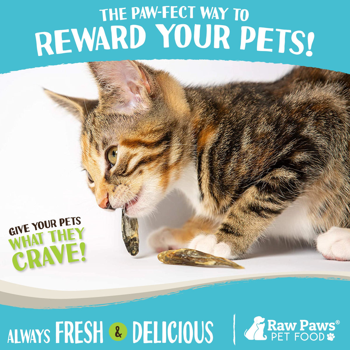 Freeze-Dried Minnow Treats product image 5