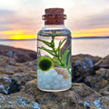 Moss Ball Terrarium Kit product image 1
