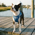Step-In Dog Harness XXS / Baydog Blue