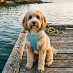 Step-In Dog Harness product image 21