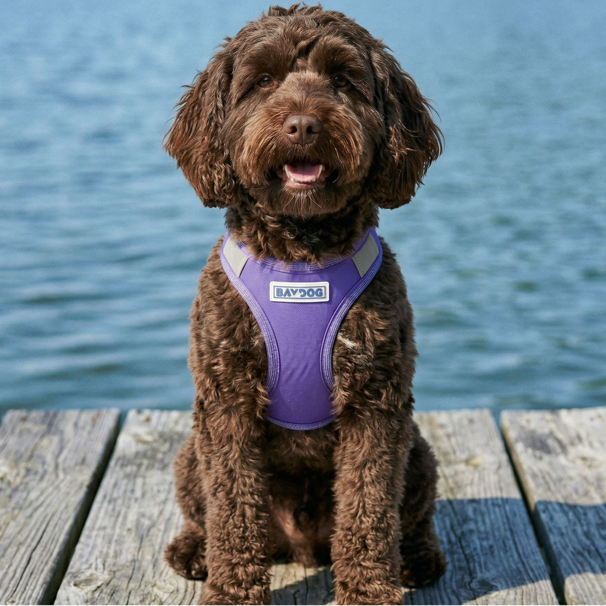 Step-In Dog Harness product image 31