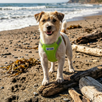 Step-In Dog Harness product image 36
