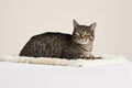Cat Blanket product image 1