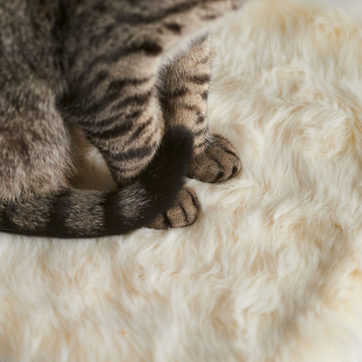 Cat Blanket product image 3