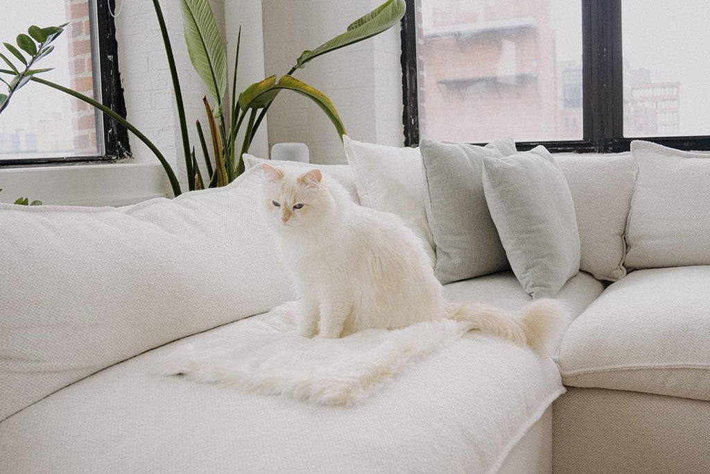 Cat Blanket product image 4
