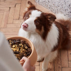 Dog Wellness Supplement product image 6