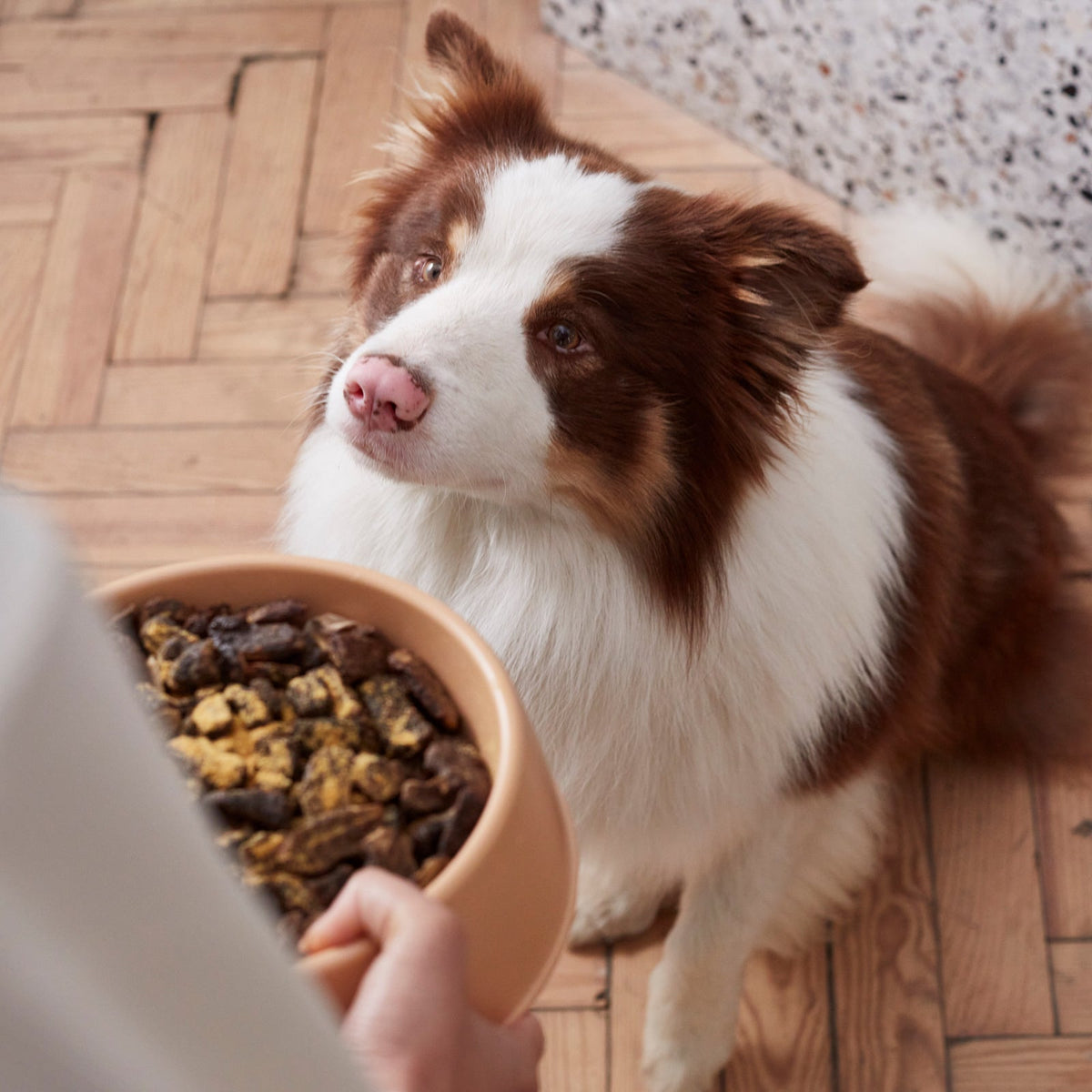 Dog Wellness Supplement product image 6