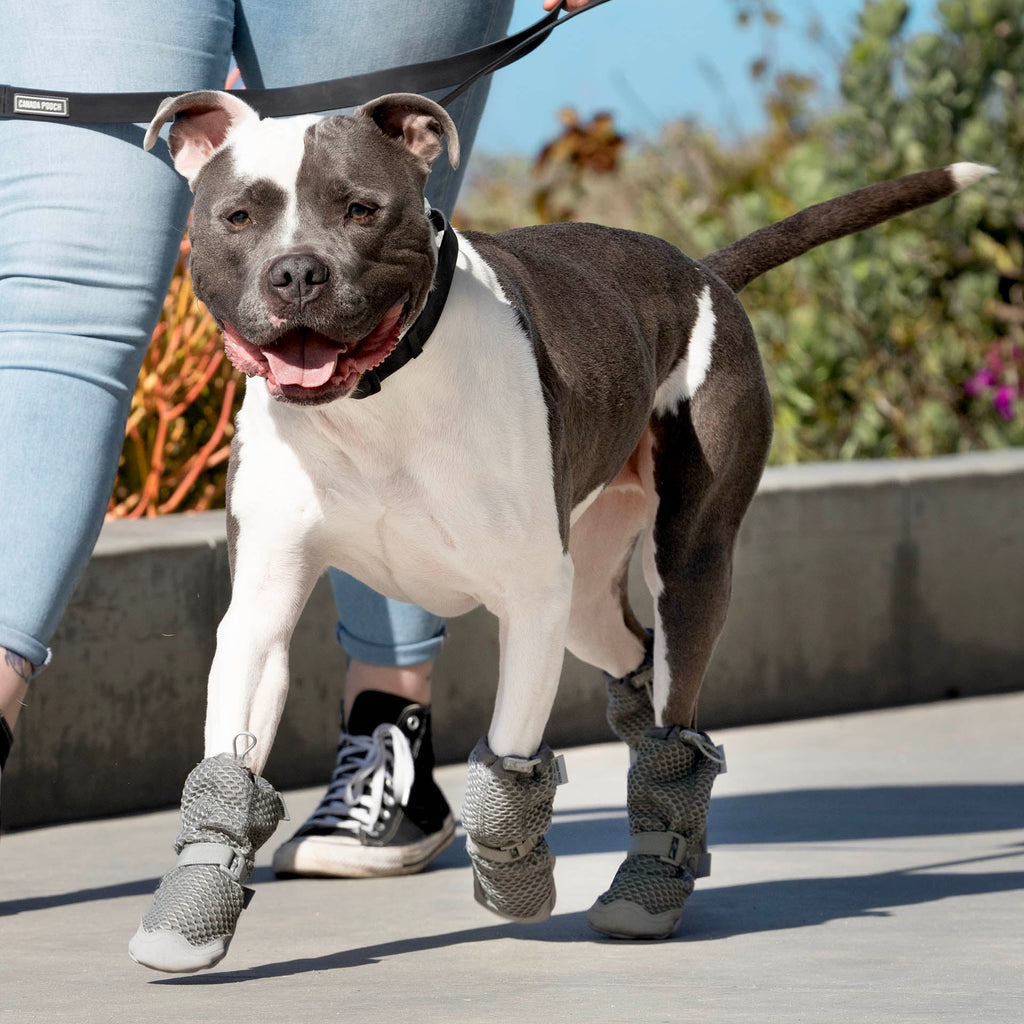 Hot Pavement Dog Boots product image 6