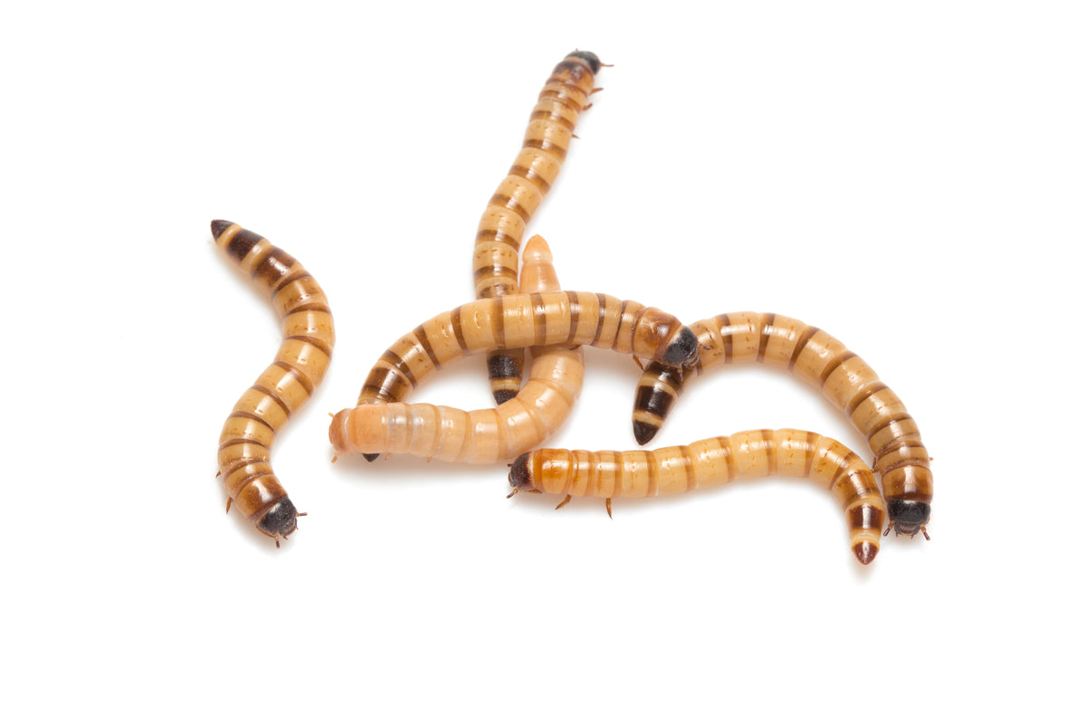 Feeder Insects product image 1